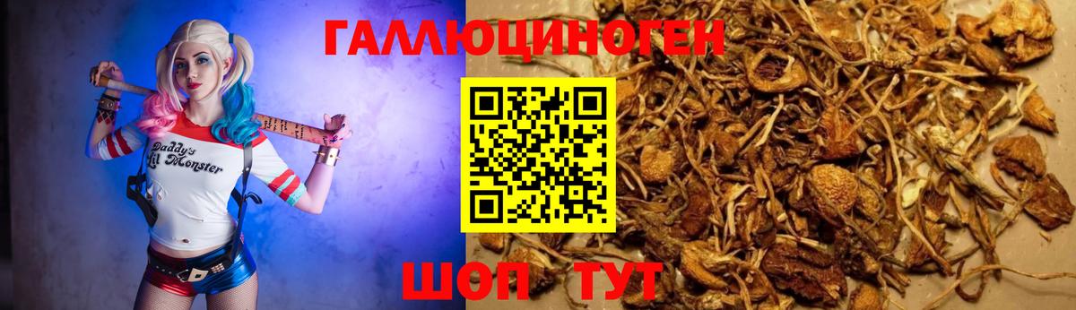 Псилоцибиновые грибы Psilocybe Артём